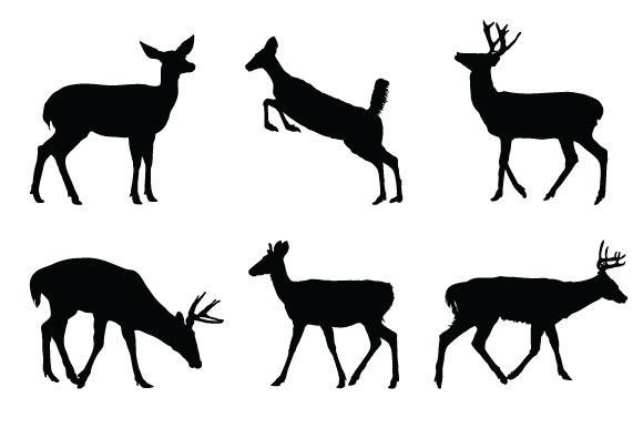 Download Deer Graphic Design - Graphic Collection